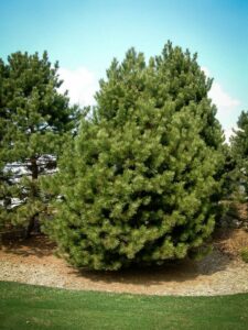 Сосна Чёрная (Pinus Nigra) купить по цене от 270.00р. в интернет-магазине «Посадика» с доставкой почтой в в Северске и по всей России – [изображение №1].