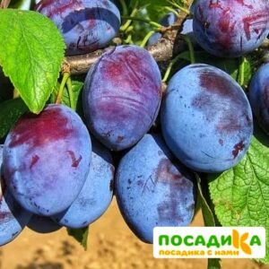 Слива Чачакская ранняя купить по цене от 229.00р. в интернет-магазине «Посадика» с доставкой почтой в в Северске и по всей России – [изображение №1].