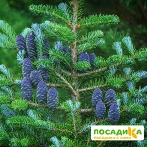 Пихта корейская (Abies koreana) купить по цене от 450.00р. в интернет-магазине «Посадика» с доставкой почтой в в Северске и по всей России – [изображение №1].