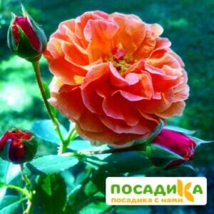 Роза Арабия купить по цене от 350.00р. в интернет-магазине «Посадика» с доставкой почтой в в Северске и по всей России – [изображение №1].