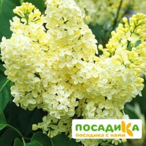 Сирень Примроуз (Primrose) купить по цене от 529.00р. в интернет-магазине «Посадика» с доставкой почтой в в Северске и по всей России – [изображение №1].