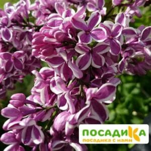 Сирень Сенсация купить по цене от 529.00р. в интернет-магазине «Посадика» с доставкой почтой в в Северске и по всей России – [изображение №1].