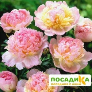 Пион Распберри Сандей (Paeonia Raspberry Sundae) купить по цене от 959р. в интернет-магазине «Посадика» с доставкой почтой в в Северске и по всей России – [изображение №1].