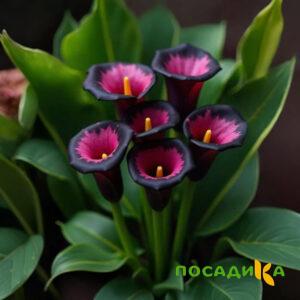 Калла Аура Лейс купить по цене от 400р. в интернет-магазине «Посадика» с доставкой почтой в в Северске и по всей России – [изображение №1].