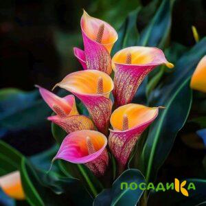 Калла Оникс купить по цене от 450р. в интернет-магазине «Посадика» с доставкой почтой в в Северске и по всей России – [изображение №1].