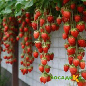 Клубника вьющаяся Комплимент купить по цене от 470р. в интернет-магазине «Посадика» с доставкой почтой в в Северске и по всей России – [изображение №1].