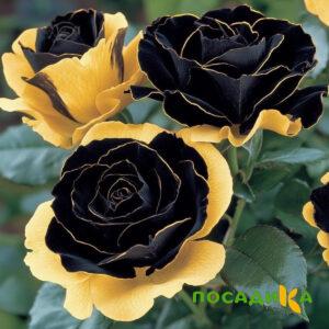 Роза Ханни Сикл купить по цене от 700р. в интернет-магазине «Посадика» с доставкой почтой в в Северске и по всей России – [изображение №1].