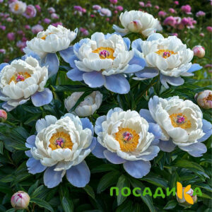 Пион акварельный Этюд купить по цене от 806р. в интернет-магазине «Посадика» с доставкой почтой в в Северске и по всей России – [изображение №1].