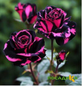 Роза Багровый Шепот купить по цене от 366р. в интернет-магазине «Посадика» с доставкой почтой в в Северске и по всей России – [изображение №1].