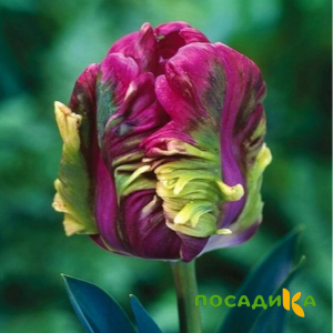 Тюльпан Экзотик Хэвен купить по цене от 186р. в интернет-магазине «Посадика» с доставкой почтой в в Северске и по всей России – [изображение №1].