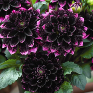 Георгин Лаванда Лейс купить по цене от 679р. в интернет-магазине «Посадика» с доставкой почтой в в Северске и по всей России – [изображение №1].