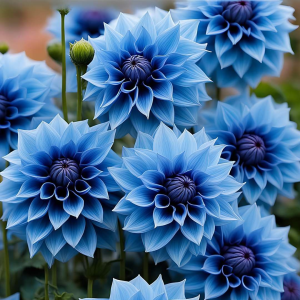 Георгин Вижапе купить по цене от 699р. в интернет-магазине «Посадика» с доставкой почтой в в Северске и по всей России – [изображение №1].